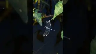 dragon fly trapped on spider web #youtubeshorts #wildlife #photography#nature