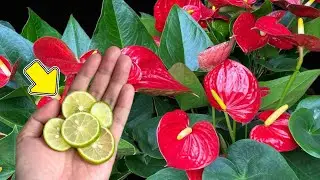 Put 1 Piece On The Root! Anthurium Grows Quickly And Produces Many Flowers Overnight!