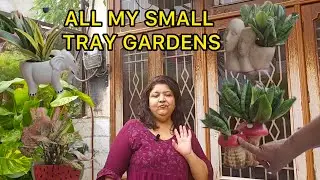 All My Beautiful Small Ceramic Pot Plants and Tray Gardens | Tray Gardening | Fun Gardening