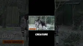 Revealing the Secret Lives of Okapis #okapi #zebra #giraffe