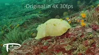 Noble sea lemon, Peltodoris nobilis, slides over rock reef, 4K underwater stock footage