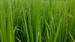 Paddy farming in india | Rice farming in india | #agriculture #rice #food #grains #indianactivist
