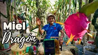 PITAHAYA MIEL DE DRAGÓN  ¿Estafa?