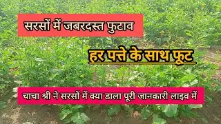 सरसों में जबरदस्त फुटाव पूरी जानकारी #farming #shorts #trending #agriculture #सरसों #गेहूं #viral