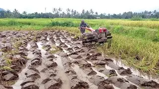 Mengolah lahan sawah banyuwangi #226  Dengan Joki Saudara Riyan TRAKTOR KUBOTA  G1000