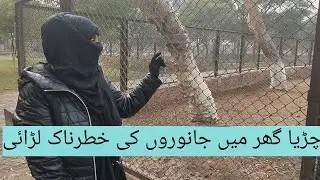 Dangerous fight between animals in the zoo fozieofficialvlogs