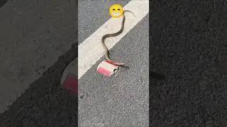 You can ever seen snakes 🤭🤣#funnyshorts