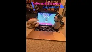 Callie and Cinnamon play roblox!