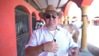 Caballo Pinto - Pinto Americano