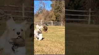 The Doodle buds