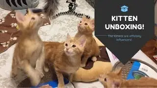 Entirely Pets Influencer Box Unboxing