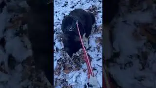 IMG 0509 雪の上を元気に走っていくアラレ