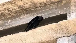 Brown-necked Raven
