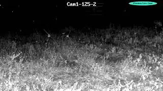CHICKEN  LIVE CAM