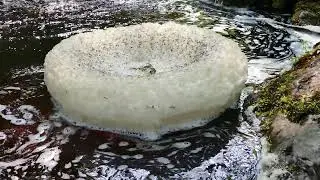 Floating, circular foam at MacIntosh Brook Trail &ndash; Cape Breton Highlands National Park