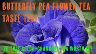 Butterfly Pea flower Tea Taste Test　- Is This Color-Changing Tea Worth It?