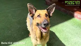 Adoptable German Shepherd: Bella | Peninsula Humane Society & SPCA