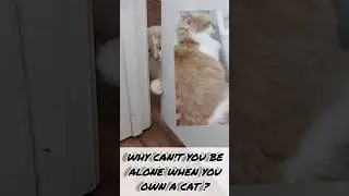 Короткие видеоролики с котами, новые смешные видео с домашними животными #короткометражки #коротк...