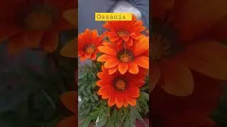 Very easy to grow Gazania  #shorts #viral