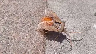Beetle heteroptera?