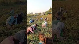 Farm Work🔥#satisfying #shorts #shortbeta #shortsfeed #agriculture #farmlife #farming #farm #trending