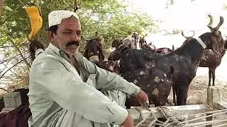 Ajraki Black Tapri Goats