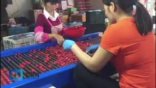 tomato sorter , cherry tomato sorting machine