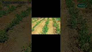 Sujay Drip Irrigations ODISHA #fishing #agriculture #farming #irrigation #water #waterpump