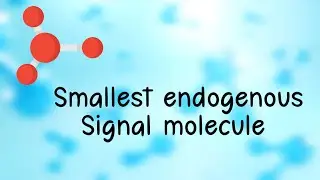 Smallest endogenous molecule - In human body
