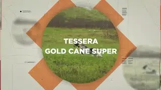 Tesseramento 2025 - Tessera Gold Cane Super