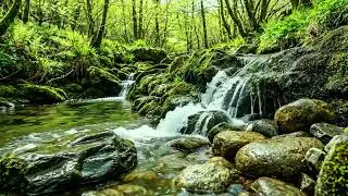 Forget Stress and Fatigue, Relax by Cool Forest Stream, Gentle Birdsong and Soothing Nature Sounds