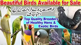Birds Sale in Karachi | Exotic Birds in Karachi |  Birds Selling Online Order #birdsmarketkarachi