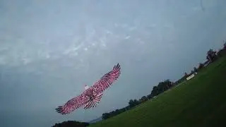 Dancing Wings Eagle V2
