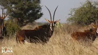 W 703 Sable cow