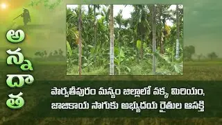 Nutmeg, arecanut, pepper farming by progressive farmers @parvathipuram | ETV Telugu