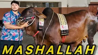 Aj Humny Lal Badshah ko Tyar Kia 😍 | Muneeb Aftab