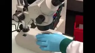 TechThursday XLVIII: Novel antibiotics with alginate beads&nbsp;💊🔴🔵