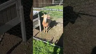 Goat behaving badly #goatproblems #shorts #shortvideo