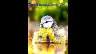 The tit's aquatic procedures 🤣Водные процедуры синицы #birds #cute #wildlife #funny #синицы #милота
