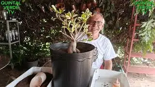 FLORES QUE NÃO DESABROCHAM NA ROSA DO DESERTO Vídeo 1570