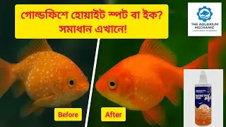 Winter Alert! Goldfish White Spot/ICH Cure , Treatment,Guide শীতে গোল্ডফিশে হোয়াইট স্পট ICH চিকিৎসা