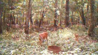 Scoutguard SG550--fawn
