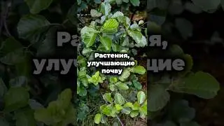 🌳 Почвоулучшающие растения &ndash; ваш секрет богатого урожая! 🍎🍐 #shorts #семена #деревья #кустарники