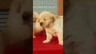 Puppy 📞, 8264667991,0@indian3047