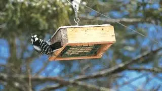 Hanging Out at the Bird Feeder December 20th 2025
