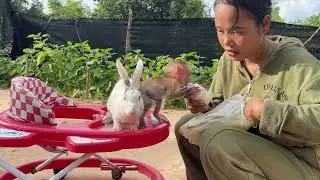 Lovely Baby Monkey