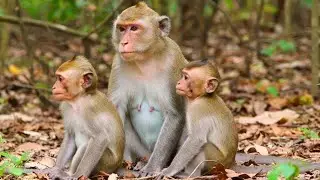 Macaque Mother With Babies in the Forest | Cute Wild Monkey Family