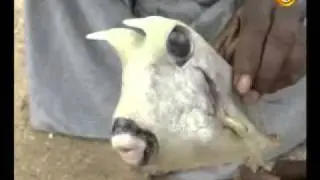 A RARE FISH WASHED ASHORE IN TANGALLE from kirula com