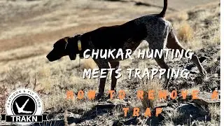 Chukar hunting - How to remove trap from a dogs foot
