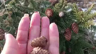 Сад півдня Ялинки в садуНаша колекція ялинокПлакучі, голубі, карликові сорти ялинок